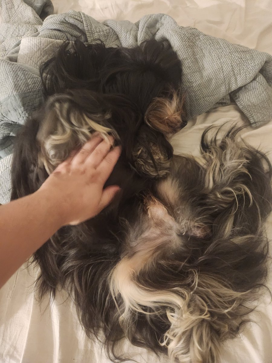 gabbybutsadder's tweet image. he threw up everywhere today and i washed his face and stuff and blowdried him and hes just so exhausted. hes been sleeping it off for hours. poor booboo