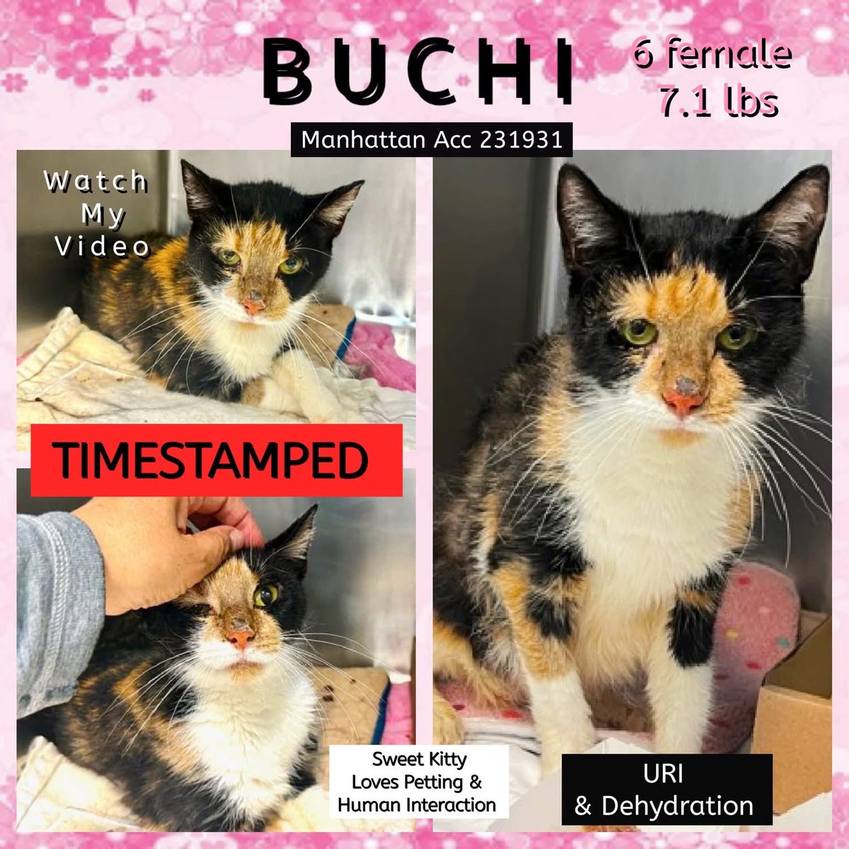🆘Please REPOST-adopt-foster🆘

BUCHI is on the “emergency placement” list at #ACCNYC and needs out of the shelter by 12 NOON 7/29!

#URGENT #NYC #CATS #NYCACC #TeamKittySOS #AdoptDontShop #AdoptAShelterCat 
newhope.shelterbuddy.com/Animal/Profile…