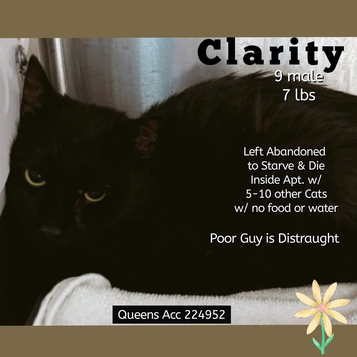 🆘Please REPOST-adopt-foster🆘

CLARITY is on the “emergency placement” list at #ACCNYC and needs out of the shelter by 12 NOON 7/29!

#URGENT #NYC #CATS #NYCACC #TeamKittySOS #AdoptDontShop #AdoptAShelterCat 
newhope.shelterbuddy.com/Animal/Profile…
