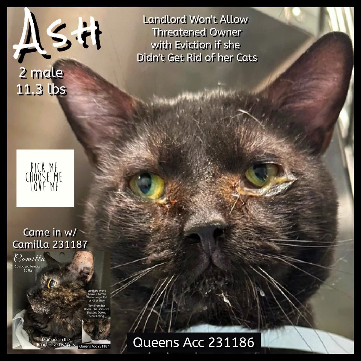 🆘Please REPOST-adopt-foster🆘

ASH is on the “emergency placement” list at #ACCNYC and needs out of the shelter by 12 NOON 7/29!

#URGENT #NYC #CATS #NYCACC #TeamKittySOS #AdoptDontShop #AdoptAShelterCat 
newhope.shelterbuddy.com/Animal/Profile…