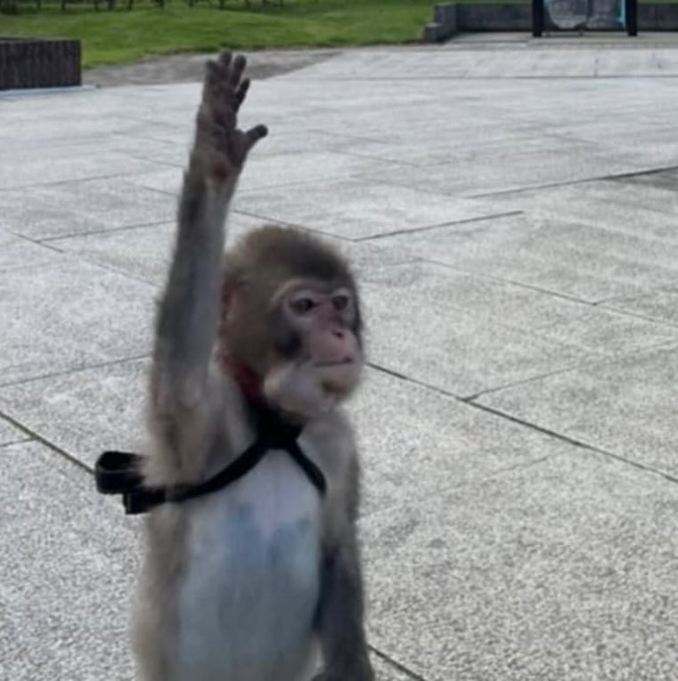 Grifvoid tweet media