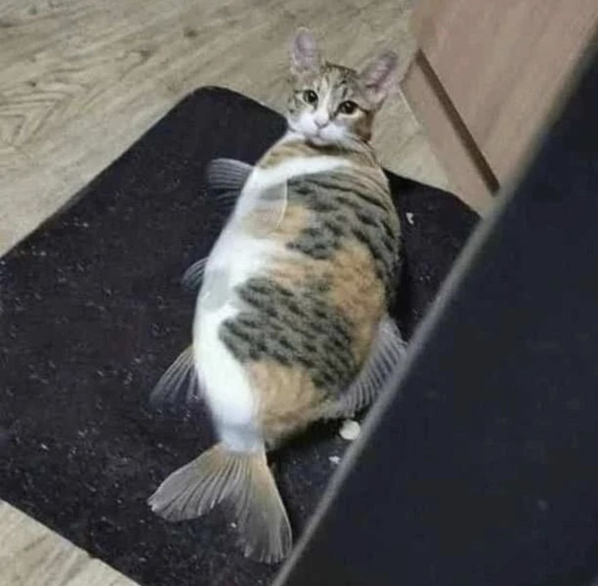 pepebber's tweet image. me if you even care