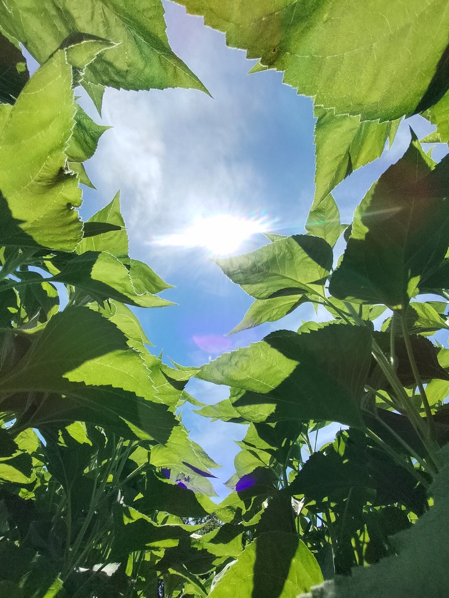 mono7057's tweet image. 夏！夏夏夏！