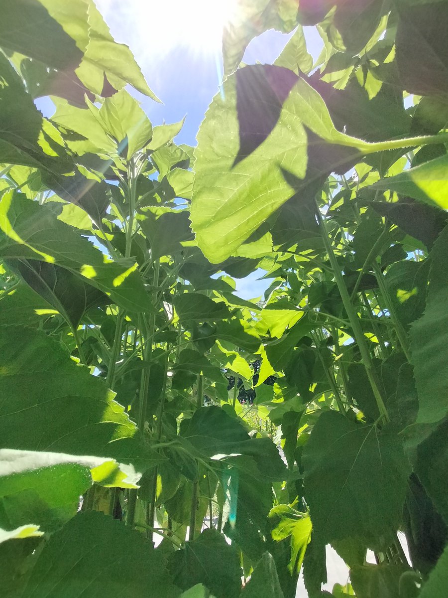 mono7057's tweet image. 夏！夏夏夏！