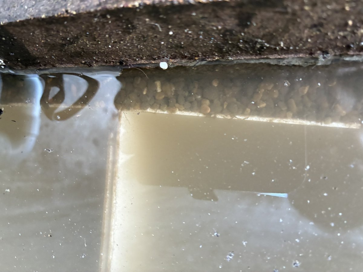 rfallax's tweet image. 駐車場の池ですがプラ箱を沈めて水深を確保。
箱の隙間にメダカが潜り込まないよう砂利を詰めました。
いよいよ朝救出したメダカを再度投入します。
ここで問題発生。