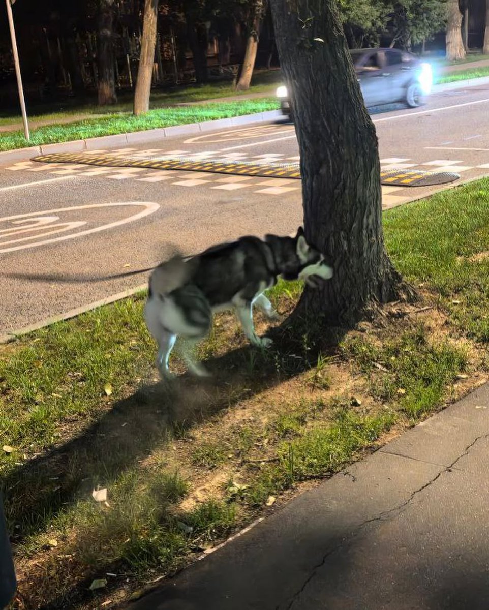 dobroxvost's tweet image. Максимальный репост пожалуйста 

Найден кобель хаски в районе улицы Михайлова в рязанском районе Москвы.

Антон +79680892689