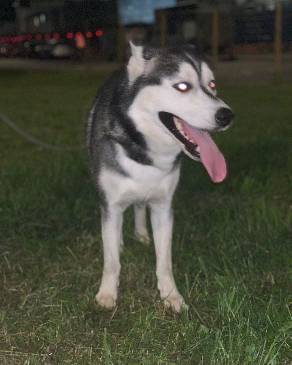 dobroxvost's tweet image. Максимальный репост пожалуйста 

Найден кобель хаски в районе улицы Михайлова в рязанском районе Москвы.

Антон +79680892689