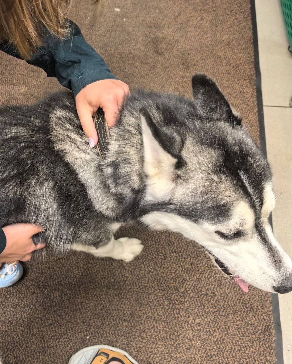 dobroxvost's tweet image. Максимальный репост пожалуйста 

Найден кобель хаски в районе улицы Михайлова в рязанском районе Москвы.

Антон +79680892689