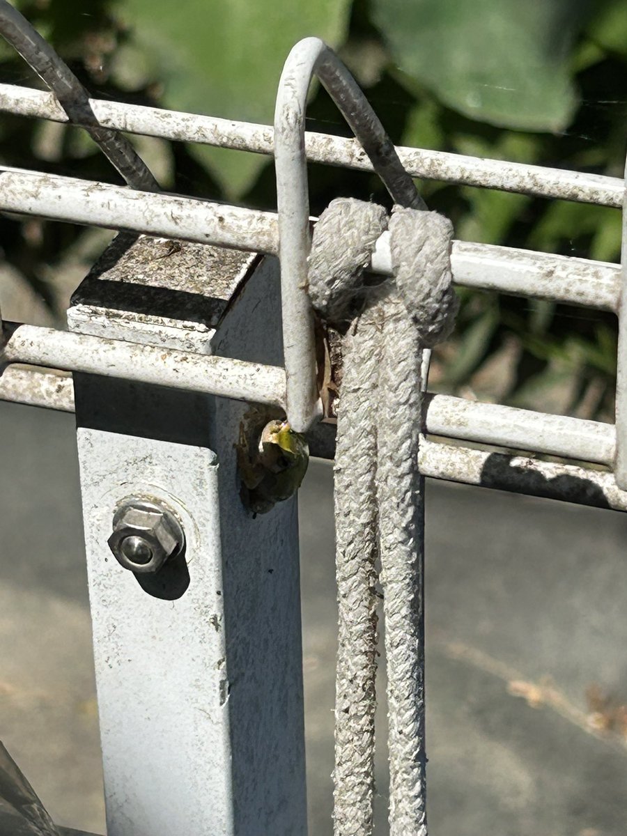 taechan04's tweet image. こんにちは
暑いですね🌞+🕶=🥵
先週、会社にいた🐸さん達
今日もいました😄
暑そうなのでこの後水をかけてあげました👍同じ🐸さんかな🥰