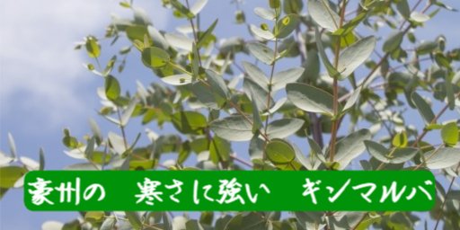 豪州の　寒さに強い　ギンマルバ

#銀丸葉ユーカリ #常緑樹 #オーストラリア