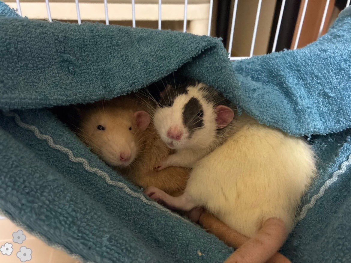 mb8lnmm's tweet image. 今日も仲良しな2匹です🐀｡°