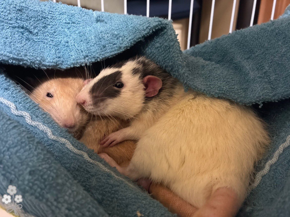 mb8lnmm's tweet image. 今日も仲良しな2匹です🐀｡°