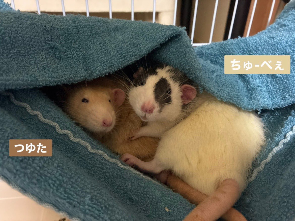 mb8lnmm's tweet image. 今日も仲良しな2匹です🐀｡°
