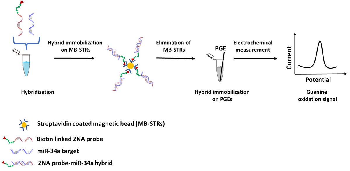 Biosensors_MDPI's tweet image. 📣Call for Reading:

#Article
Zip Nucleic Acid-Based Genomagnetic Assay for Electrochemical Detection of microRNA-34a

by Arzum Erdem, Ece Ekşin

mdpi.com/2079-6374/13/1…

#NucleicAcid #ZNA #magneticbeads #MBs #miRNA #PGE
#biosensors #mdpi #openaccess