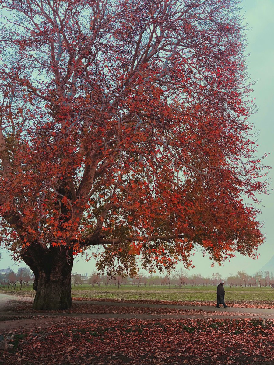 dhekhandelwal's tweet image. Photo I took during autumn in Kashmir. Gm 🤍