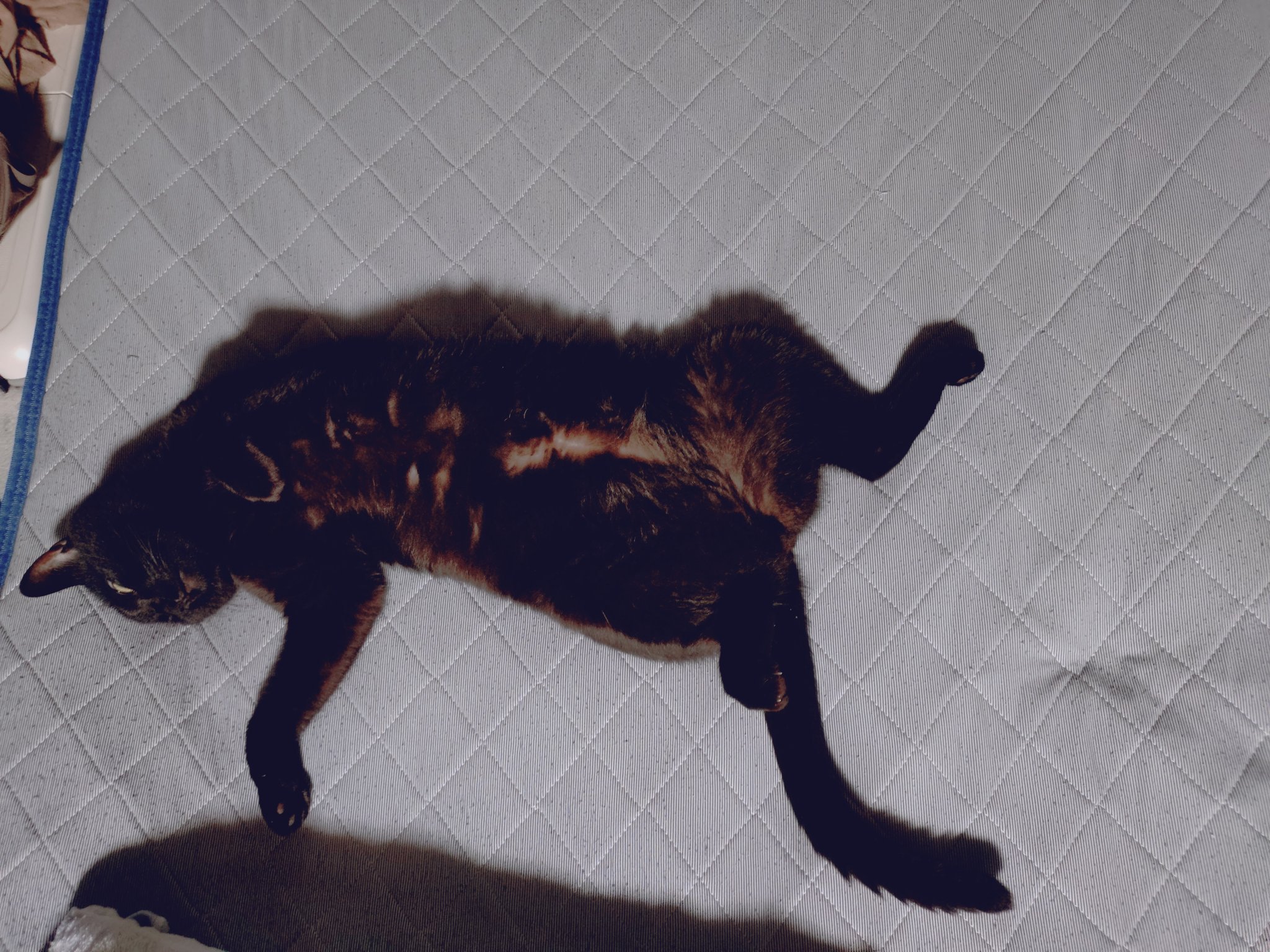 猫大好き sddefault.jpg