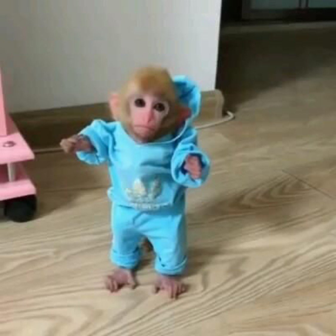 mrniggson's tweet image. monke is the chosen one