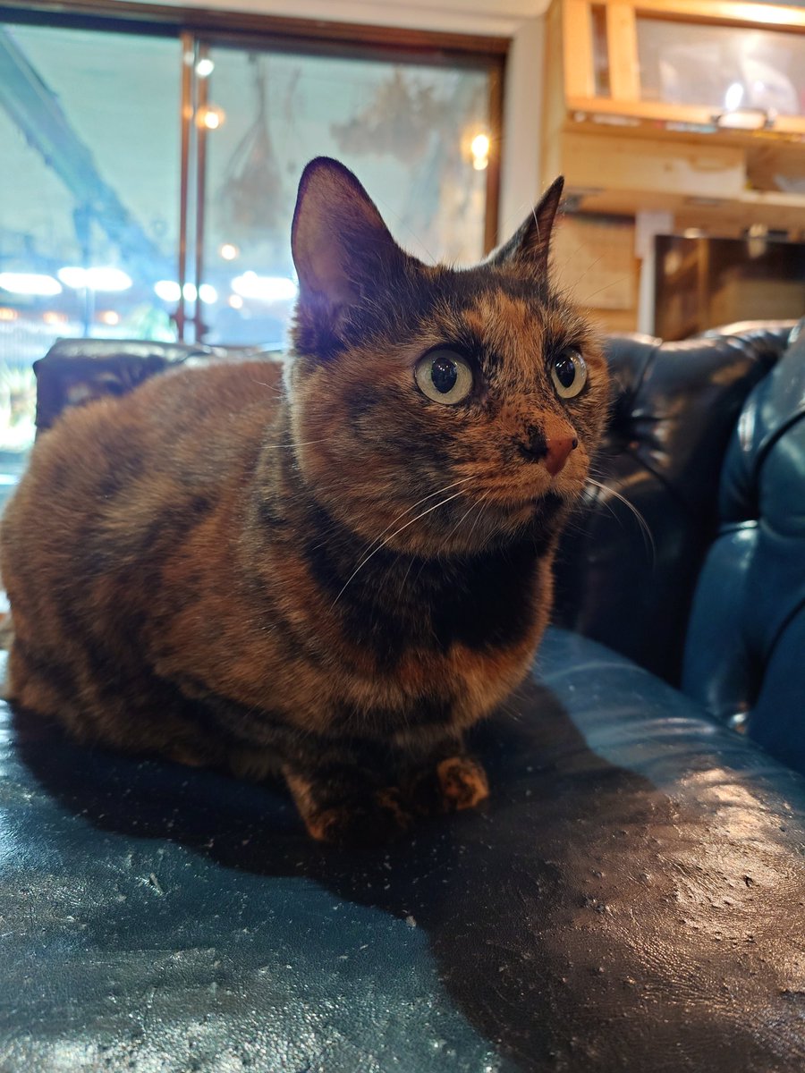 nekosuka513's tweet image. 猫を撫でくりまわす時に、
可愛いねぇ！
何でこんなに可愛いの？
上手に生まれてきたねぇ!
１ミリも可愛くないトコないじゃん！
何この奇跡！！
とかずっと言ってる。