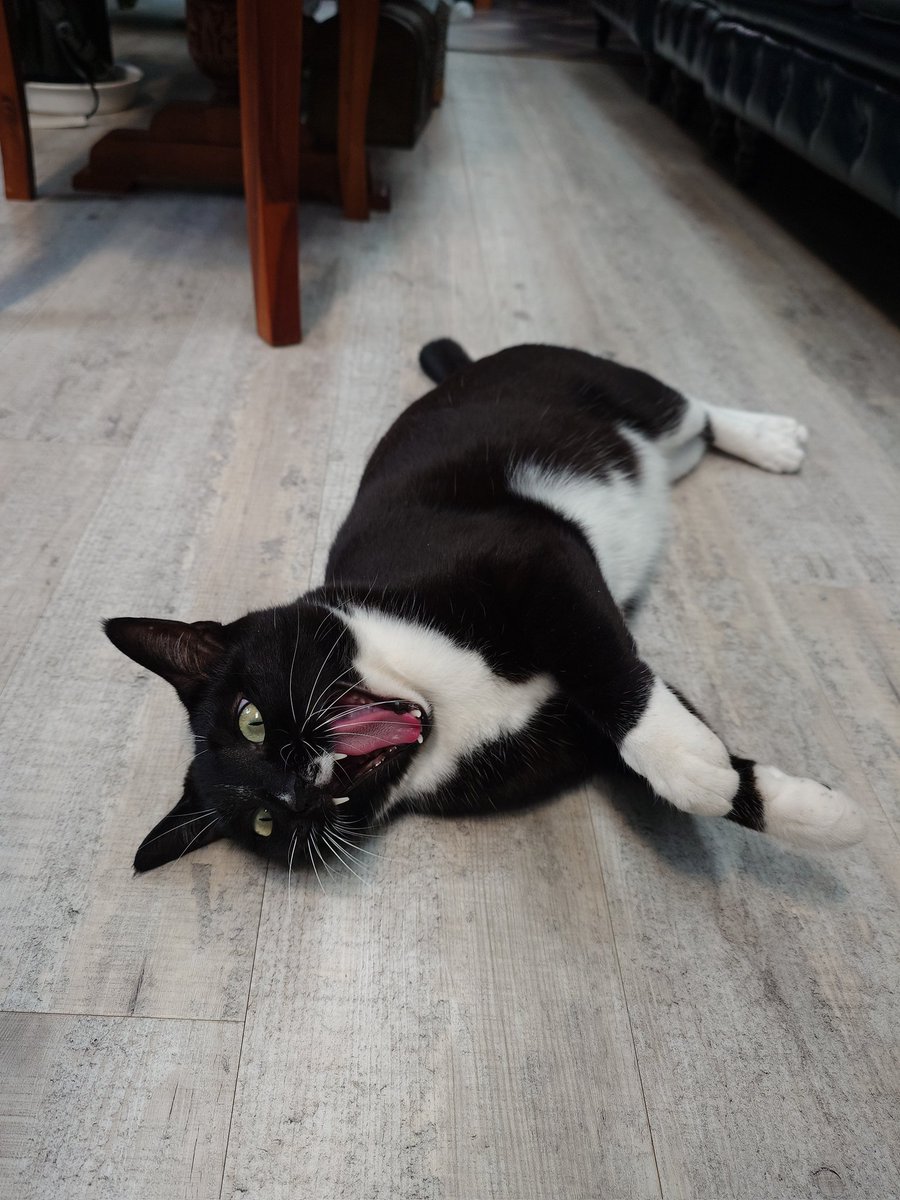 nekosuka513's tweet image. 猫を撫でくりまわす時に、
可愛いねぇ！
何でこんなに可愛いの？
上手に生まれてきたねぇ!
１ミリも可愛くないトコないじゃん！
何この奇跡！！
とかずっと言ってる。