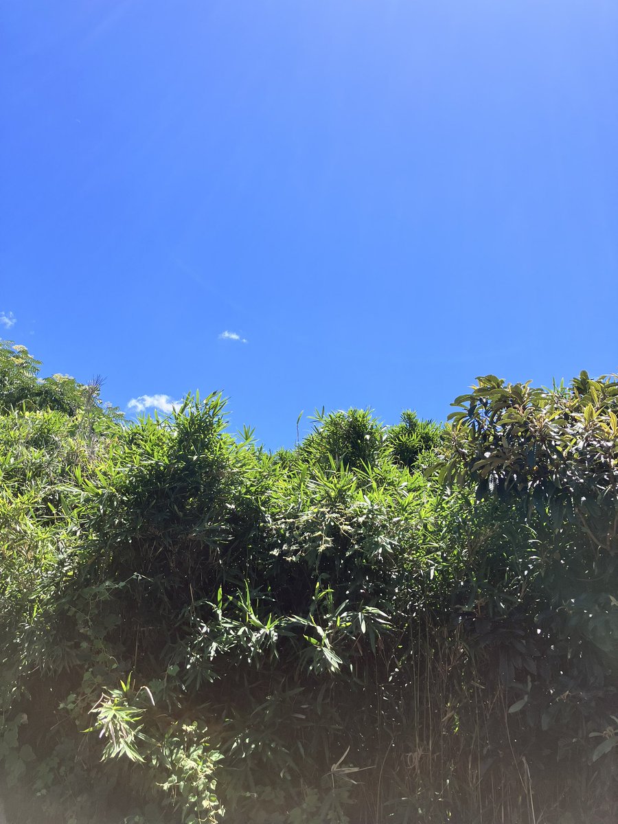 die_in_craze's tweet image. 墓掃除なう
つーかもう開拓ってレベルだよ…
アブ多すぎ!