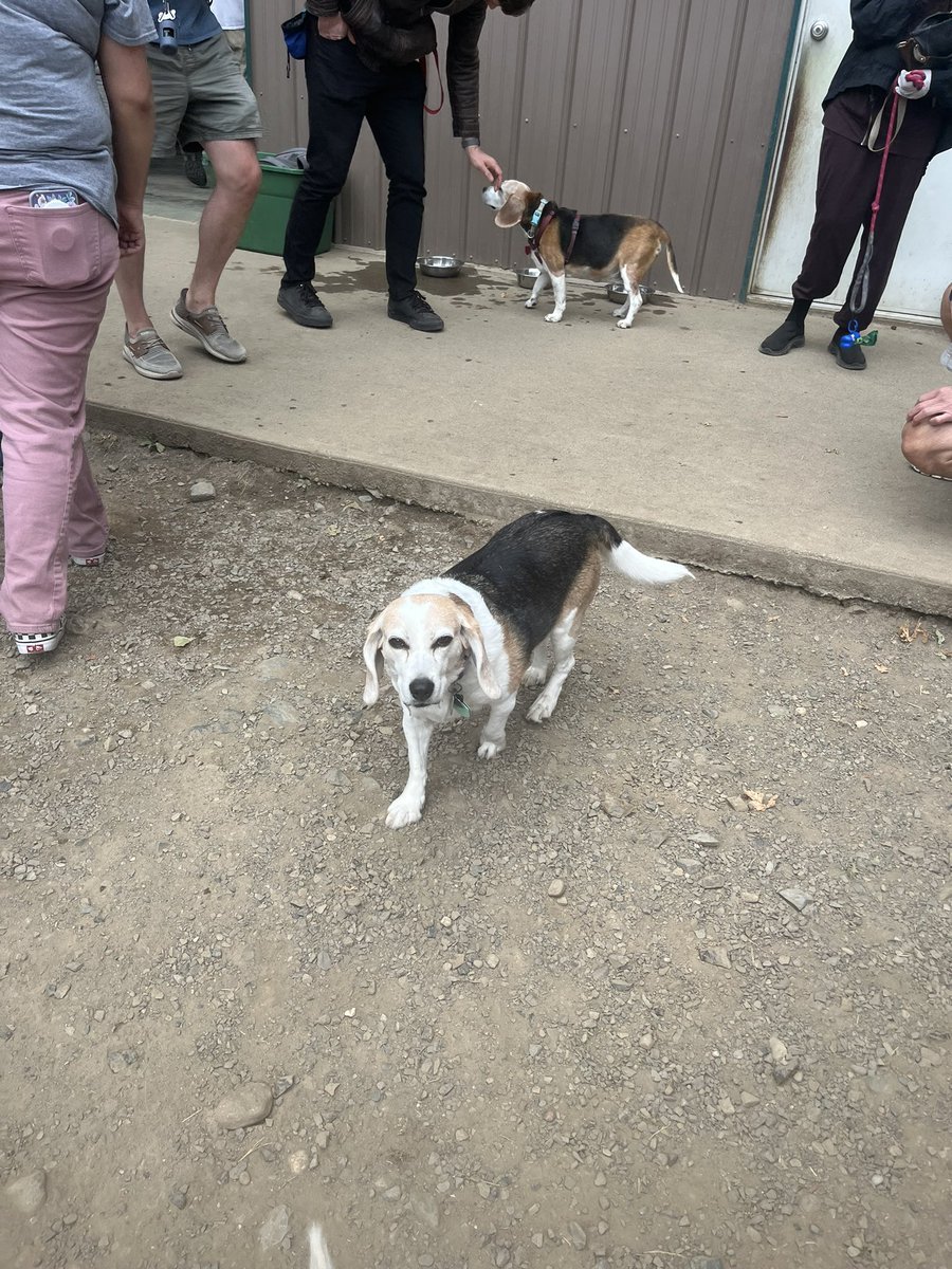 Alana cruising for snaxx yesterday at Beaglefest. Thanks Seattle Beagle Rescue! We’ve adopted 5 pups from SBR  since 2010!