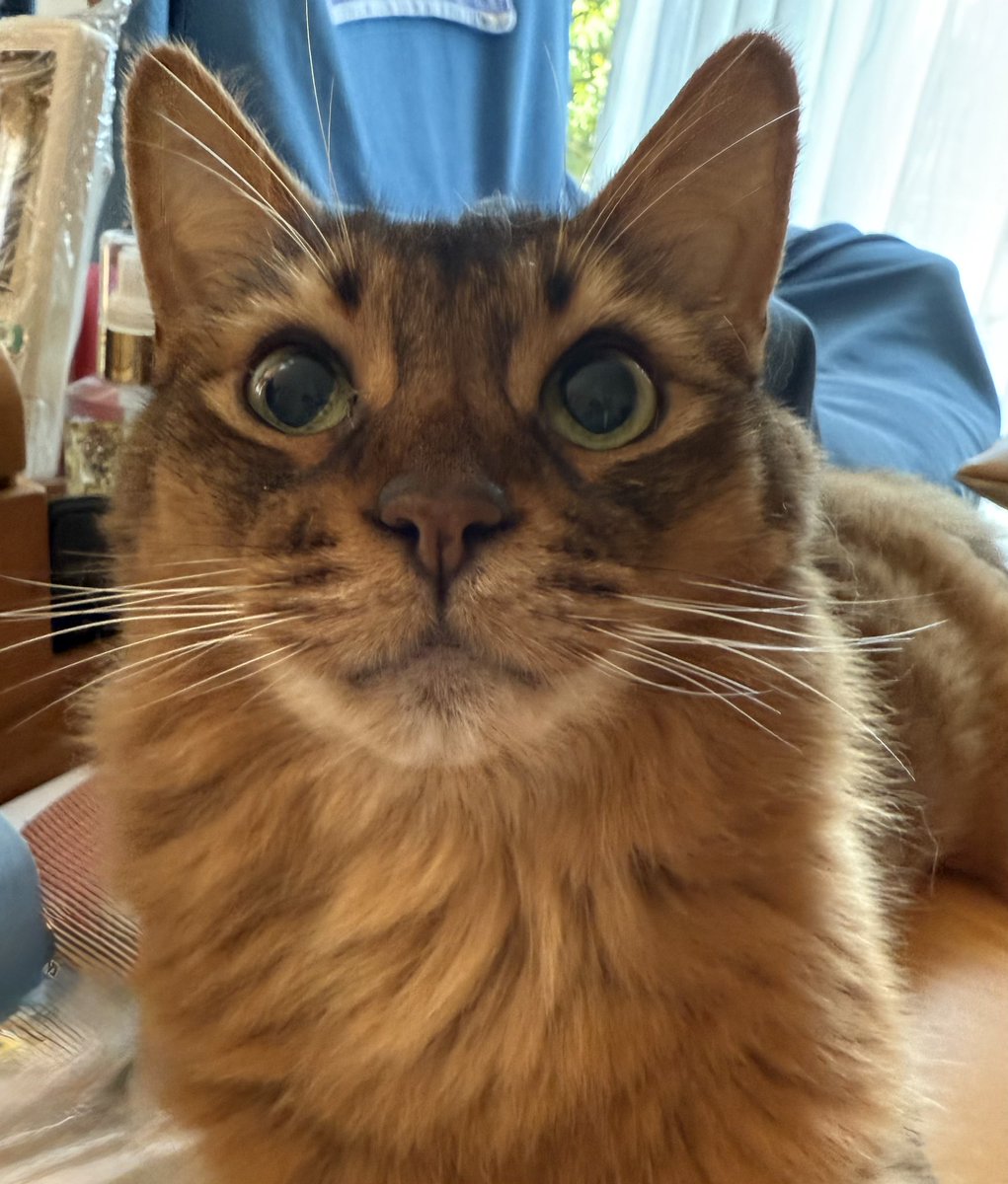 somali_s2's tweet image. 今日は何しよ〜😽

髭袋ぷっくりさせて考え中…

良い子でお留守番
頼んだよ🥹
＃今朝の見送り
＃猫好きさんと繋がりたい