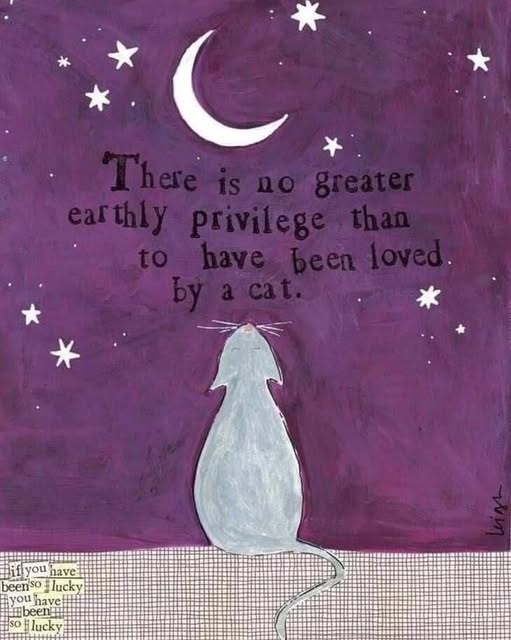 Toastiewiththe's tweet image. Mr. Darcy the Fastidious Beagle FB
Sweet feline dreams to all of us whom are so privileged to have been loved by a cat. 🐾❤️
#cat #catlover #blessedlife #rescuedismyfavoritebreed