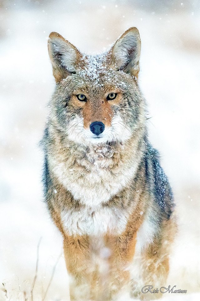 HourlyYote's tweet image. [🔗](api.tinyfox.dev/hourly/yotes/2…)