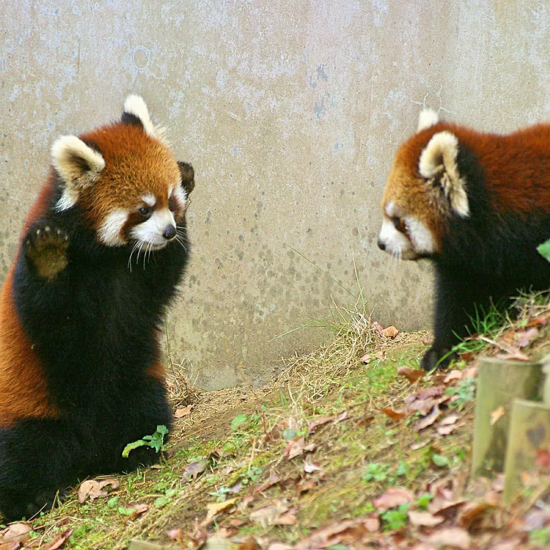 HourlyWah's tweet image. [🔗](api.tinyfox.dev/hourly/wahs/ph…)