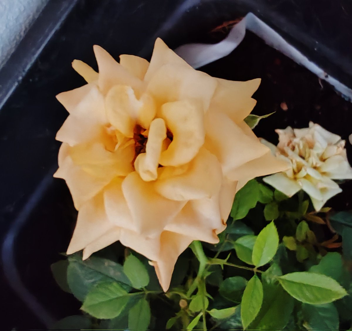 mbpvd17's tweet image. 💛💛🥰
