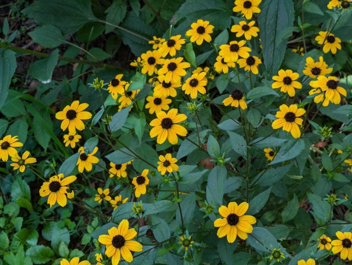 Rudbeckias in the spotlight.
open.substack.com/pub/rustyblack…