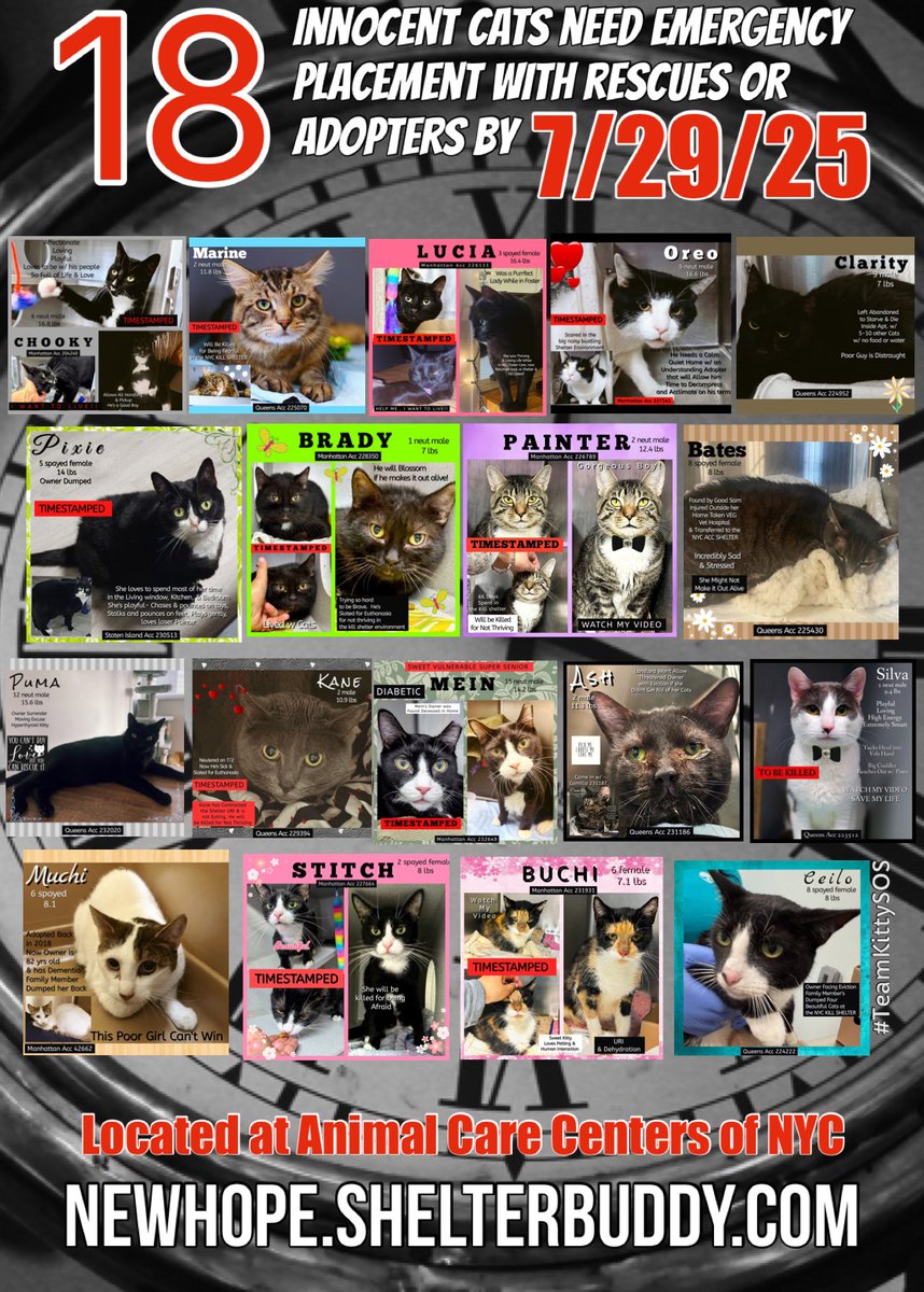 🆘Please REPOST-adopt-foster🆘

*18* innocent lives are on the “emergency placement” list at #ACCNYC and need out of the shelter by 12 NOON 7/29!

#URGENT #NYC #CATS #NYCACC #TeamKittySOS #AdoptDontShop #AdoptAShelterCat 

newhope.shelterbuddy.com