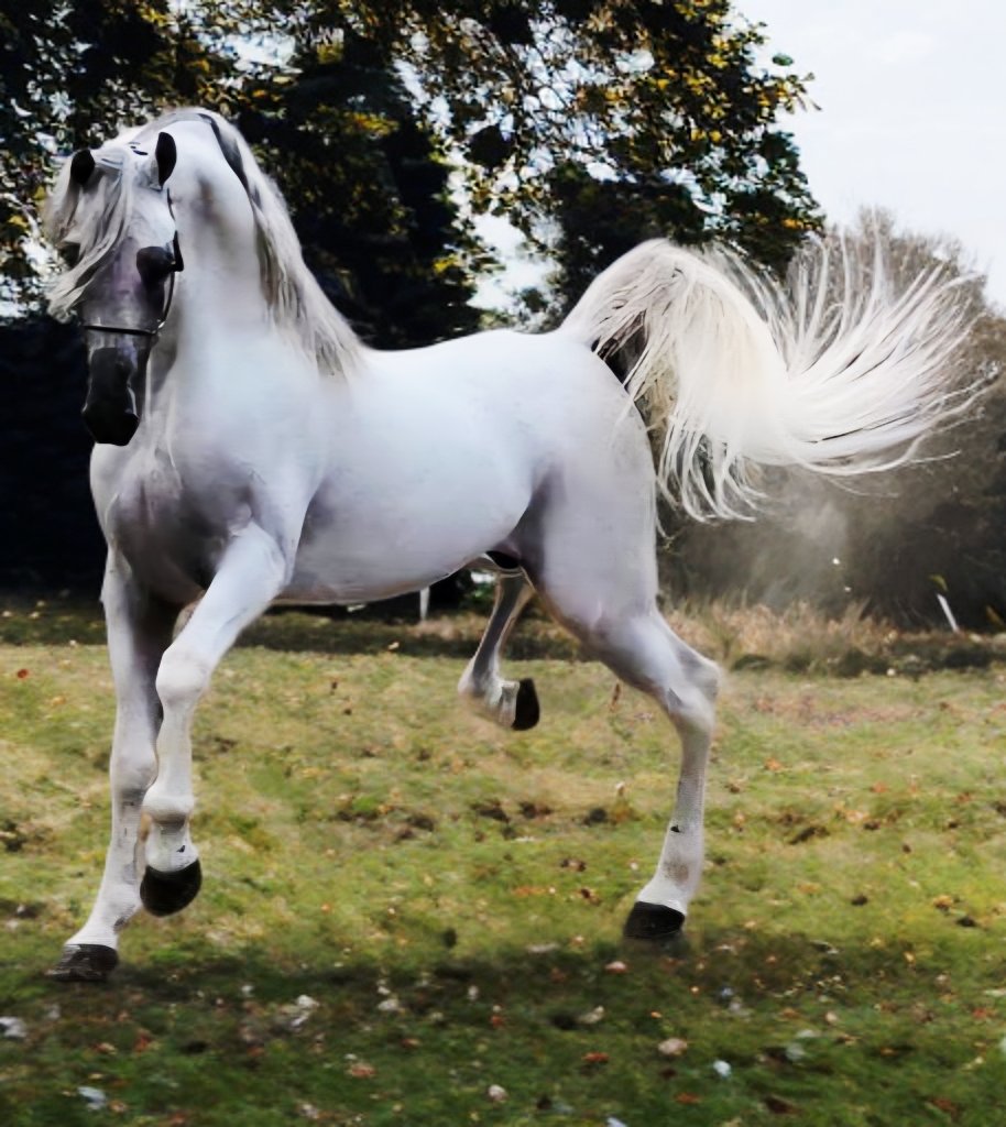 ABBOUD_LM's tweet image. الخيل..
...