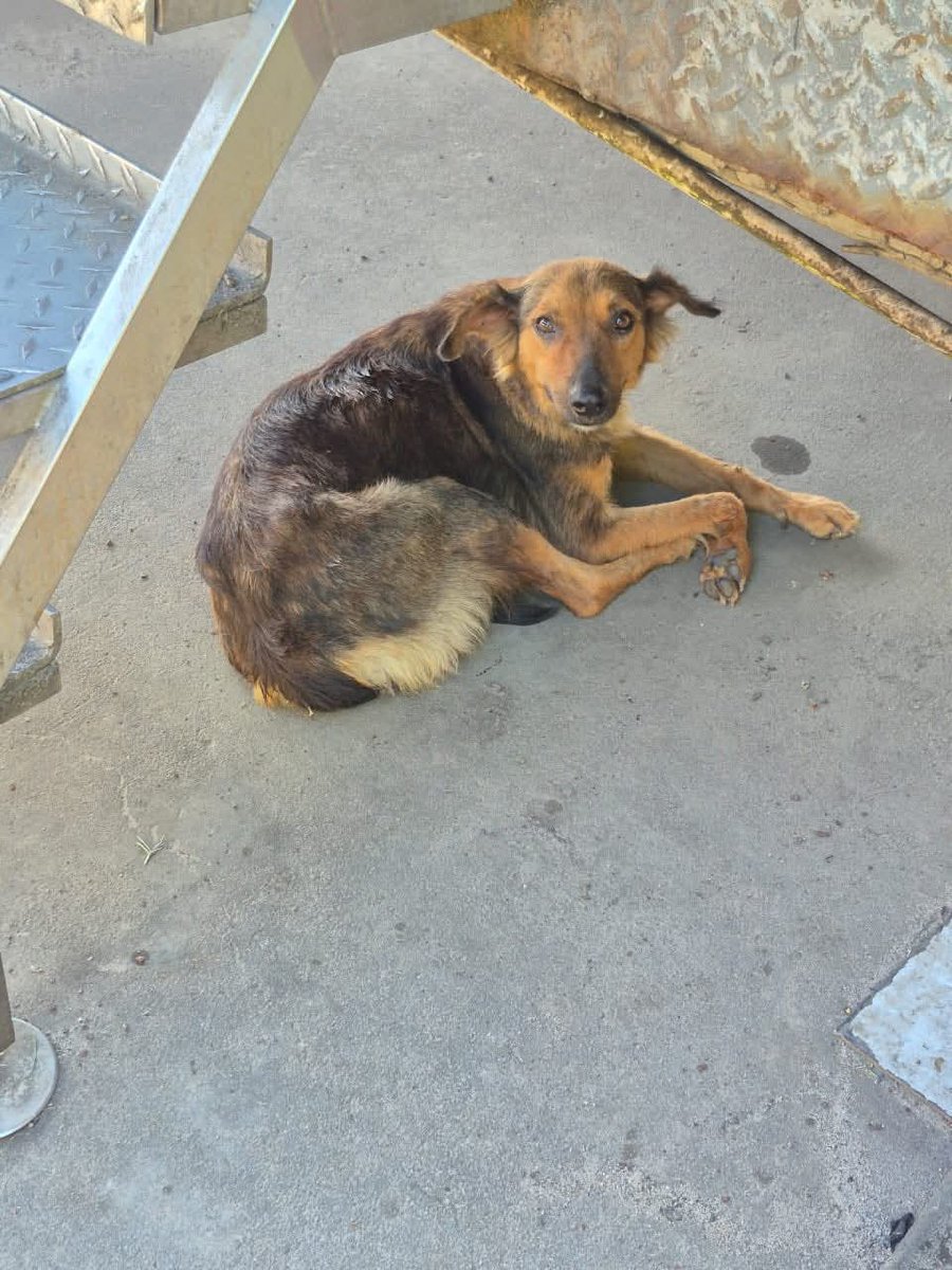 lyssitta's tweet image. SERVICIO SOCIAL✅️
#adopta 🐾 💕 🐕🦺
Nos piden publicar 👇🏻
"esta perrita ha parido en un chalet que está en una calle se inmaginan hoy que caen esas tormentas está en calle al aeropuerto de comalapa después del hotel Quálity por el pollo que está cerca del redondel punto de…