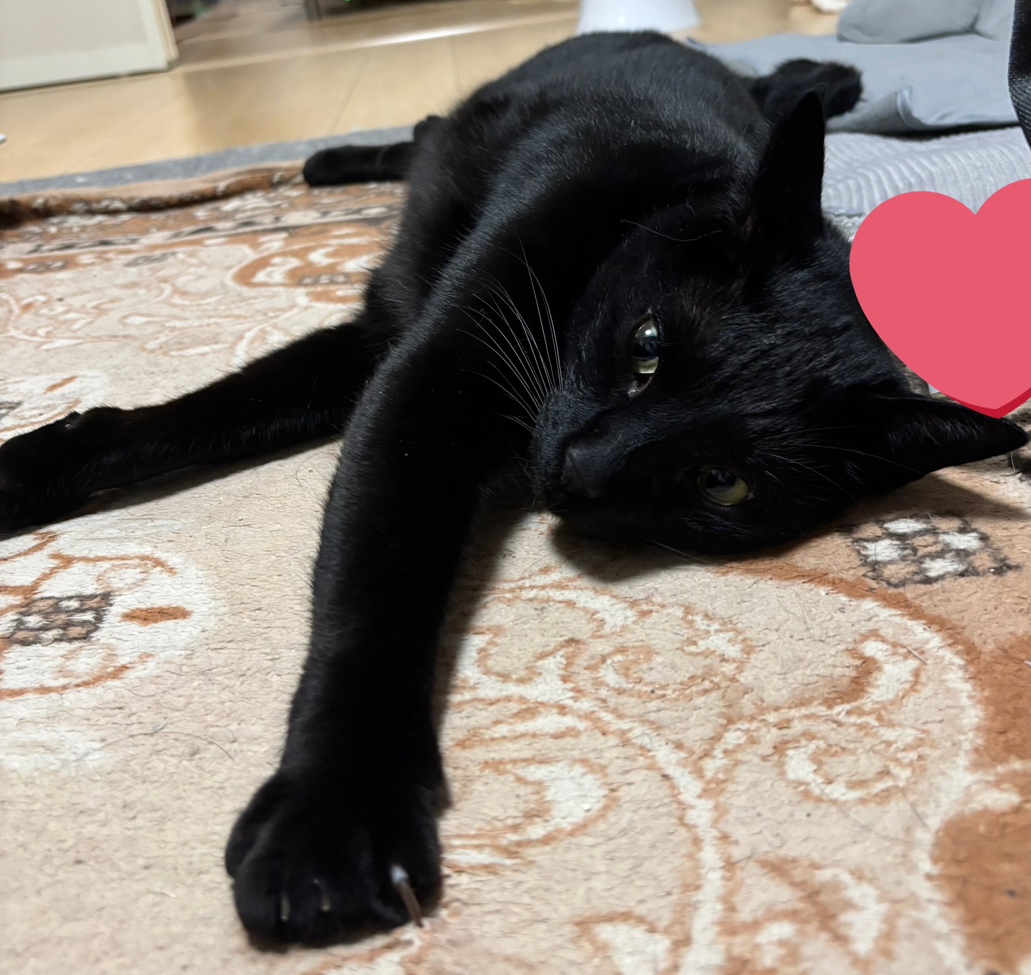 ❤︎ネコ好きかよちゃんページ❤︎ フンガッ🐈‍⬛👃🏿😤 このアングルすーきー . . . . . #黒猫#猫
