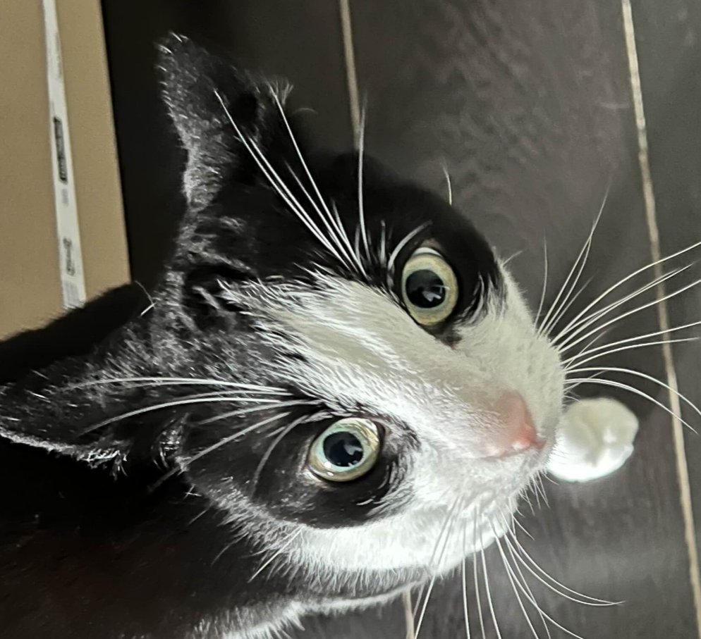 SleepyMarsupa's tweet image. why the FUCK is oomfs cat like this (endearing)