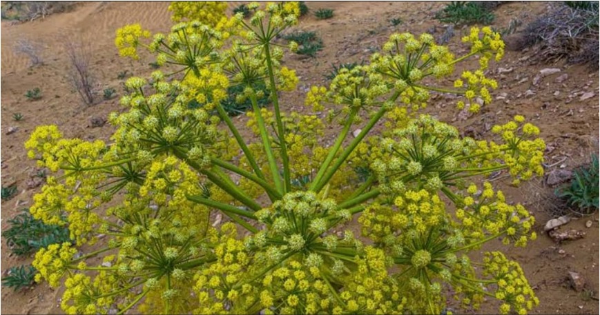 sbdhiman's tweet photo. After years wrapped in quiet patience, Asafoetida  (Hing or Heeng) blossomed like a secret kept too long, Heralding a dawn for cultivation’s dream and painting hope across Himalayan region.https://t.co/HdYXVCzyvp https://t.co/8cktWfBfMn