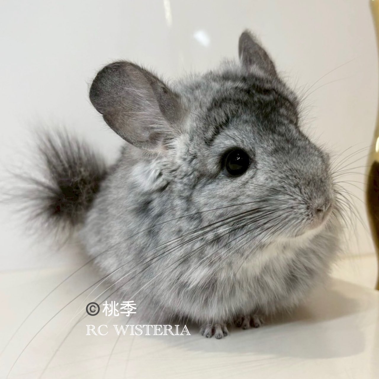 Royal Chinchilla WISTERIA (@rc_wisteria) / X