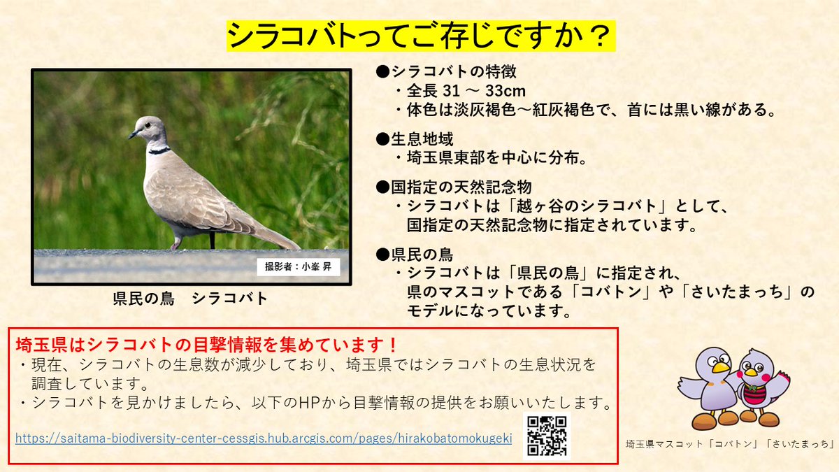 ≪シラコバトってご存じですか？≫ #シラコバト は #県民の鳥 に指定