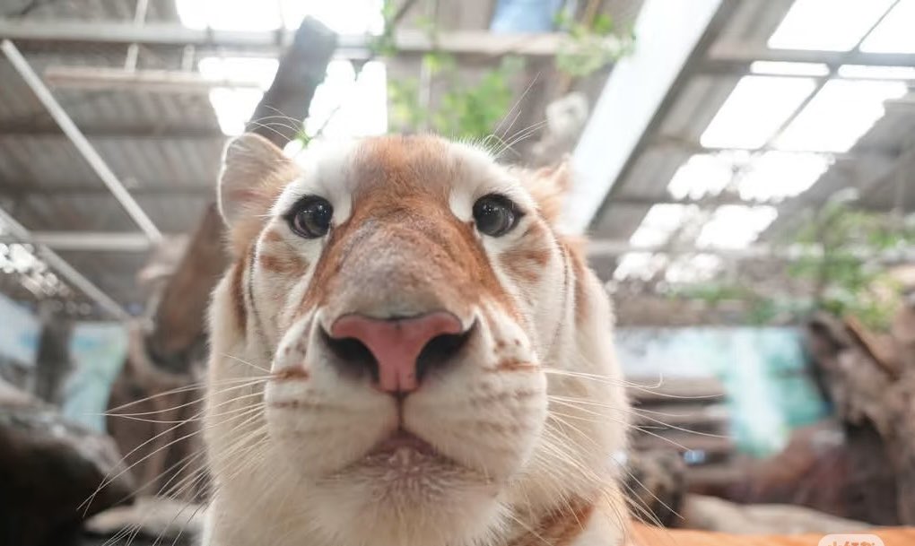 avathecutetiger's tweet photo. @bitgetglobal Are you watching me? $AVA https://t.co/PmyjIAGdGO