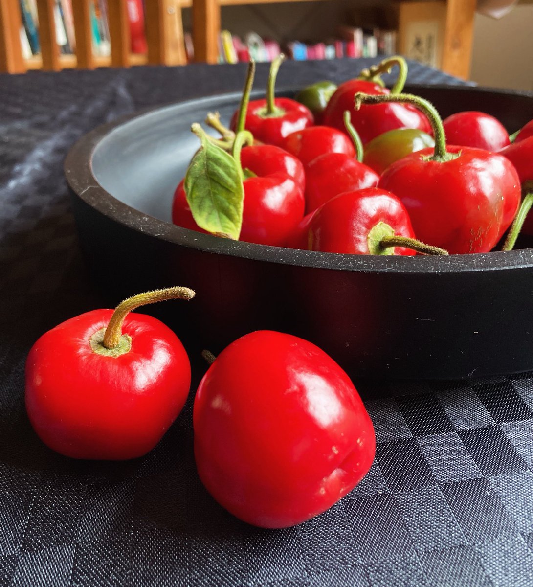 gomichild's tweet image. Was gifted these Manzano chillies - don’t they look like their namesake apples?
Apparently habanero level spicy, fruity & citrusy - guess we’ll find out!
#chillies #homegrown