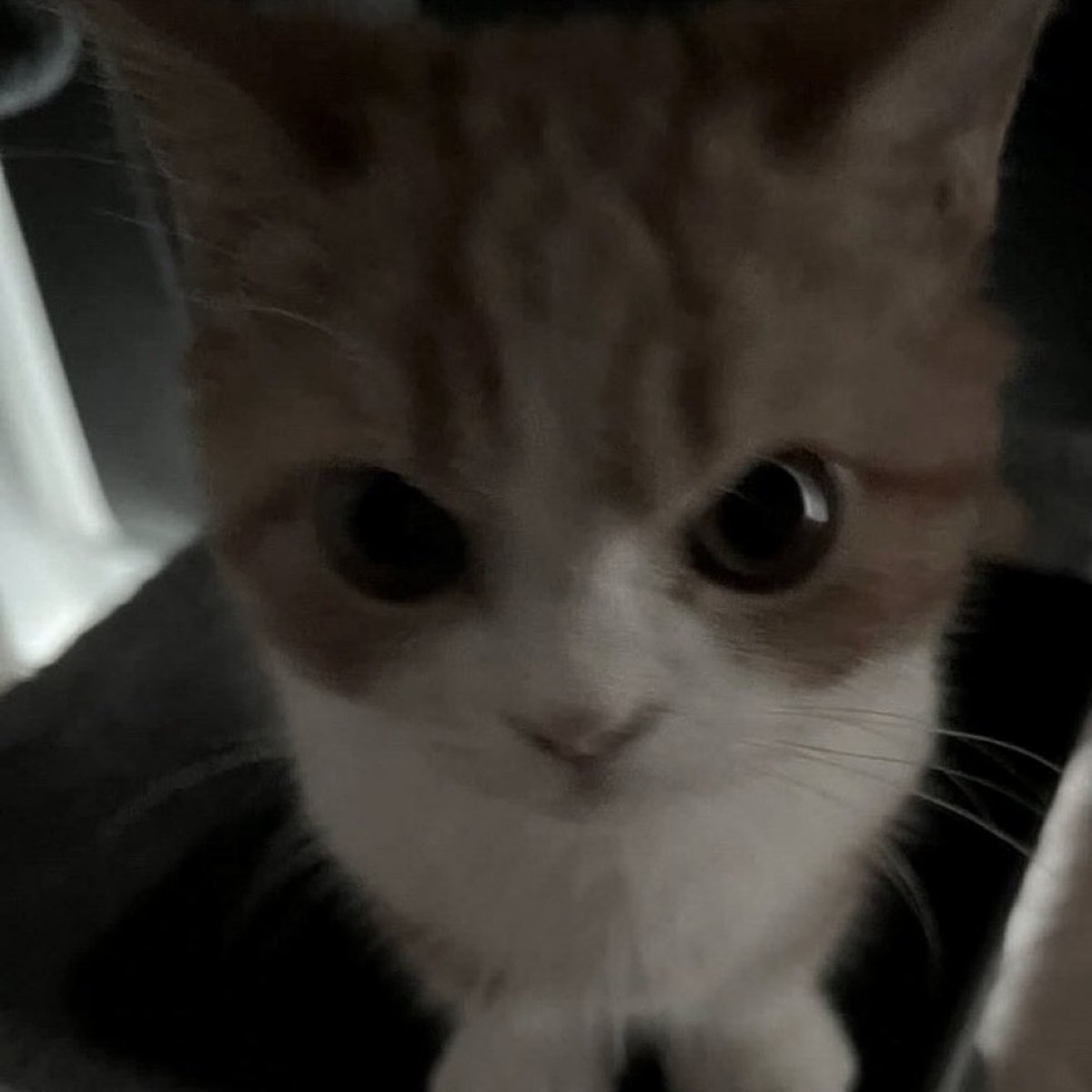 YJD0LL's tweet image. 