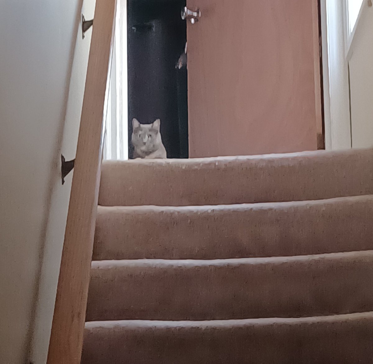 leftlaneopen1's tweet image. My menacing ass cat bro