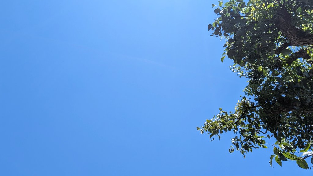 510_usagi's tweet image. 空が青い
葉が青い
今日も暑いね