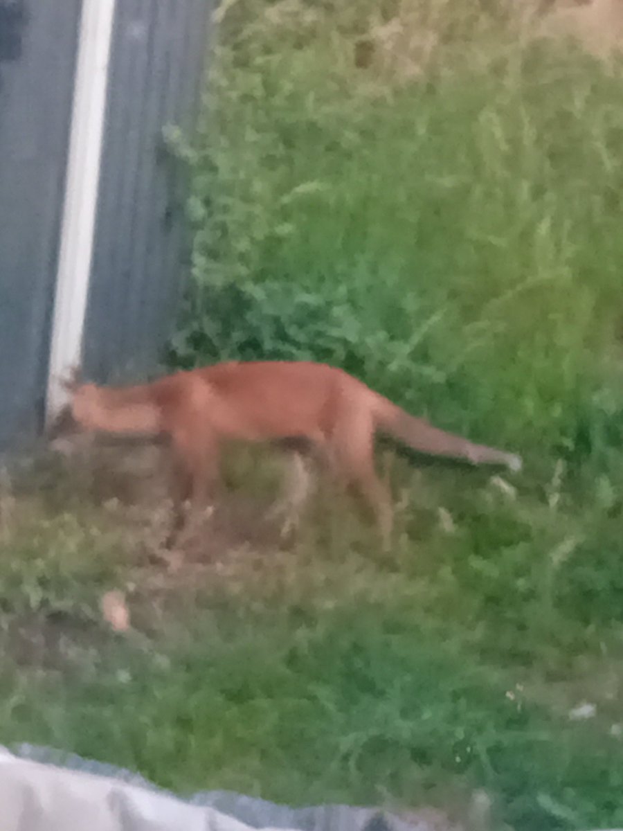 javicest's tweet image. Whys there a fox in our garden