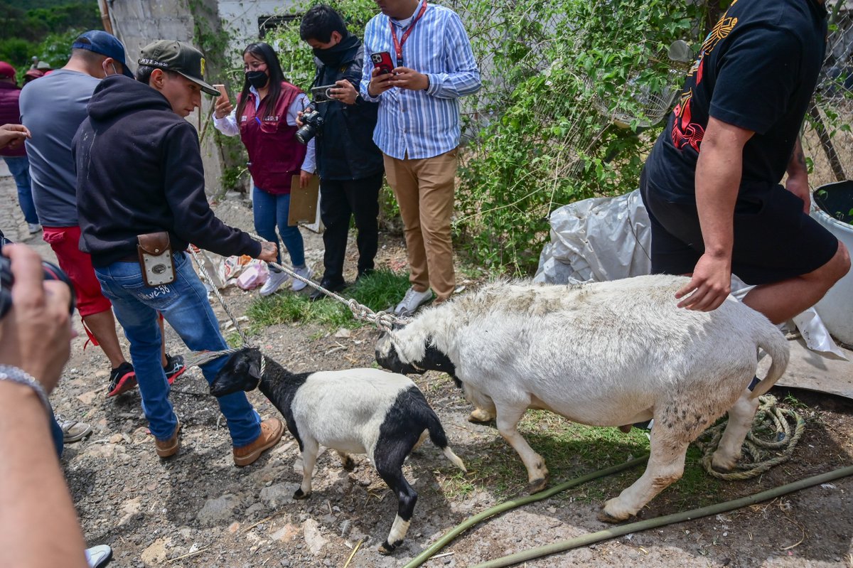 ComSocEdomex's tweet image. Operación Liberación: @Edomex distribuye material de construcción, carne, aves y ganado asegurado entre la población de municipios del sur
Los bienes son distribuidos por @BienestarEdoMx a través de los Servidores del Pueblo.
Más detalles : goo.su/ER35IMg