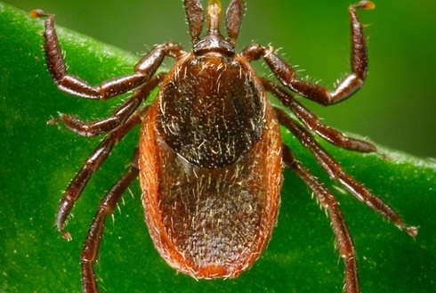 connectBP's tweet image. Awareness and prevention of tickborne Illnesses is the best protection. bit.ly/46YAc0k