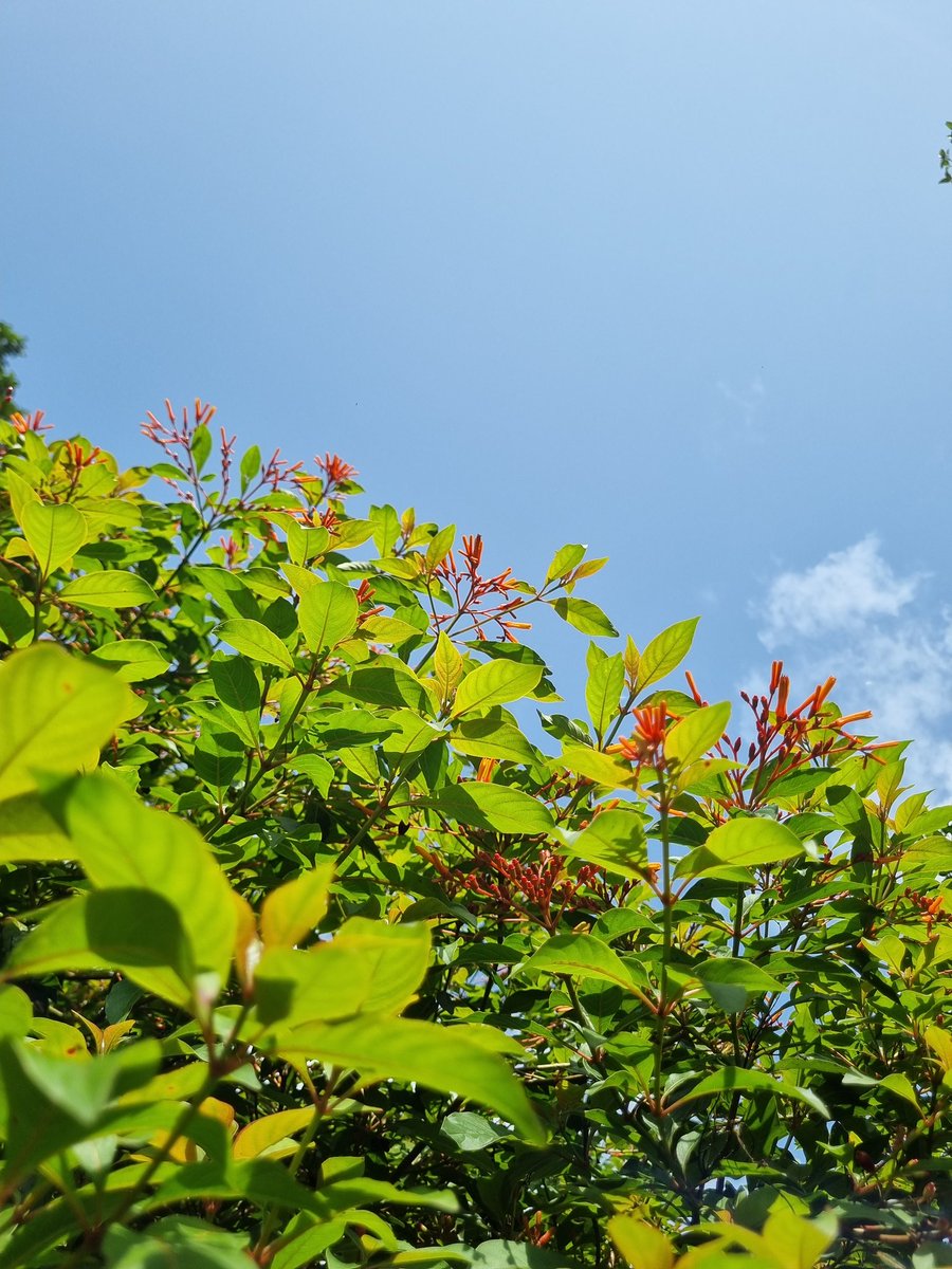 arcadepokemon's tweet image. Glimpse of blue skies in the morning.
#shotonthephone #samsunggalaxy