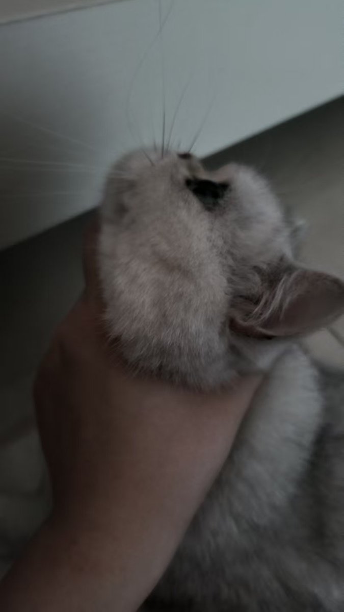 Nathanielawierd's tweet image. 猪被我逮捕