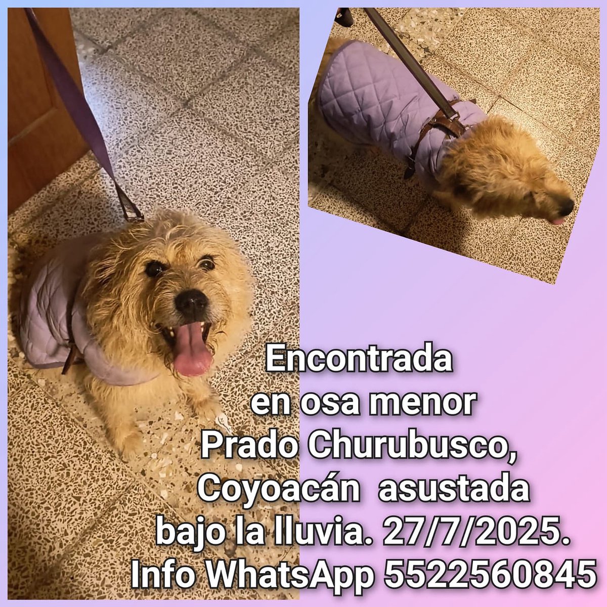 🔴ENCONTRADA🔴
Busca a su familia. 
Col. Prado Churubusco, Coyoacán. 
27.Julio.2025 
CONTACTO (WhatsApp): 55 2256 0845